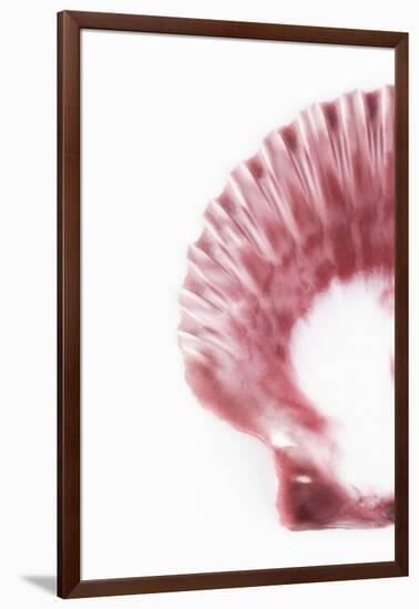 So Pure Collection - Pink Scallop Seashell II-Philippe Hugonnard-Framed Photographic Print