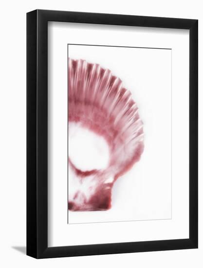 So Pure Collection - Pink Scallop Seashell III-Philippe Hugonnard-Framed Photographic Print