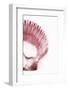 So Pure Collection - Pink Scallop Seashell III-Philippe Hugonnard-Framed Photographic Print