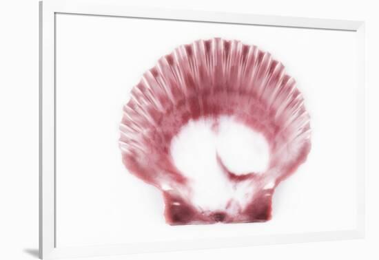 So Pure Collection - Pink Scallop Seashell-Philippe Hugonnard-Framed Photographic Print