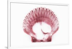 So Pure Collection - Pink Scallop Seashell-Philippe Hugonnard-Framed Photographic Print