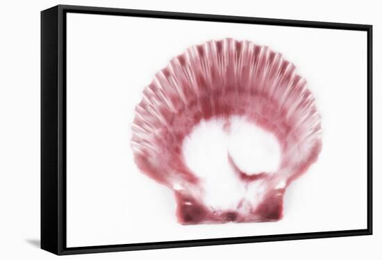 So Pure Collection - Pink Scallop Seashell-Philippe Hugonnard-Framed Stretched Canvas