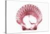 So Pure Collection - Pink Scallop Seashell-Philippe Hugonnard-Stretched Canvas