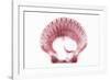 So Pure Collection - Pink Scallop Seashell-Philippe Hugonnard-Framed Photographic Print