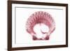 So Pure Collection - Pink Scallop Seashell-Philippe Hugonnard-Framed Photographic Print