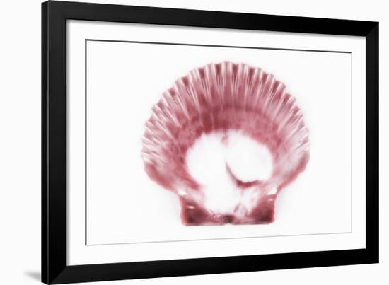 So Pure Collection - Pink Scallop Seashell-Philippe Hugonnard-Framed Photographic Print