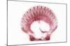 So Pure Collection - Pink Scallop Seashell-Philippe Hugonnard-Mounted Photographic Print