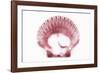 So Pure Collection - Pink Scallop Seashell-Philippe Hugonnard-Framed Photographic Print