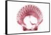 So Pure Collection - Pink Scallop Seashell-Philippe Hugonnard-Framed Stretched Canvas
