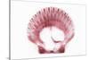 So Pure Collection - Pink Scallop Seashell-Philippe Hugonnard-Stretched Canvas