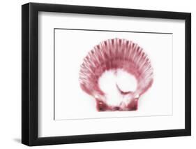 So Pure Collection - Pink Scallop Seashell-Philippe Hugonnard-Framed Photographic Print