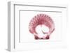 So Pure Collection - Pink Scallop Seashell-Philippe Hugonnard-Framed Photographic Print