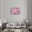 So Pure Collection - Pink Sea Urchin Shell Close-up-Philippe Hugonnard-Framed Stretched Canvas displayed on a wall