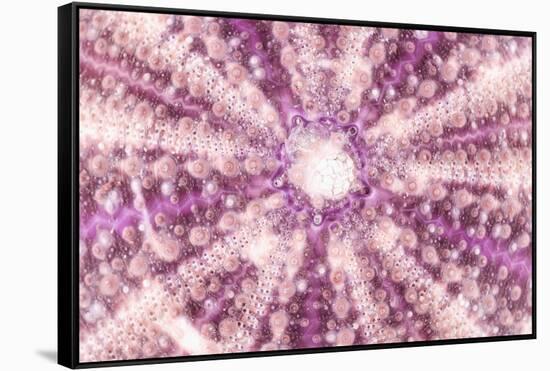 So Pure Collection - Pink Sea Urchin Shell Close-up-Philippe Hugonnard-Framed Stretched Canvas