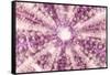 So Pure Collection - Pink Sea Urchin Shell Close-up-Philippe Hugonnard-Framed Stretched Canvas