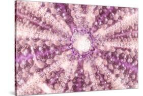 So Pure Collection - Pink Sea Urchin Shell Close-up-Philippe Hugonnard-Stretched Canvas