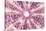 So Pure Collection - Pink Sea Urchin Shell Close-up-Philippe Hugonnard-Stretched Canvas