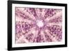 So Pure Collection - Pink Sea Urchin Shell Close-up-Philippe Hugonnard-Framed Premium Photographic Print