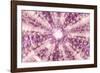 So Pure Collection - Pink Sea Urchin Shell Close-up-Philippe Hugonnard-Framed Photographic Print