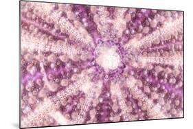 So Pure Collection - Pink Sea Urchin Shell Close-up-Philippe Hugonnard-Mounted Photographic Print