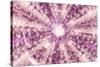 So Pure Collection - Pink Sea Urchin Shell Close-up-Philippe Hugonnard-Stretched Canvas