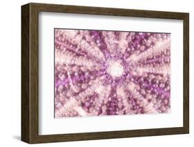 So Pure Collection - Pink Sea Urchin Shell Close-up-Philippe Hugonnard-Framed Photographic Print