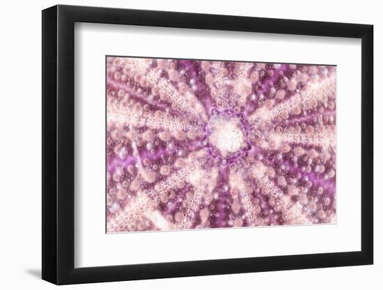 So Pure Collection - Pink Sea Urchin Shell Close-up-Philippe Hugonnard-Framed Photographic Print