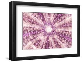 So Pure Collection - Pink Sea Urchin Shell Close-up-Philippe Hugonnard-Framed Photographic Print