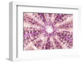 So Pure Collection - Pink Sea Urchin Shell Close-up-Philippe Hugonnard-Framed Photographic Print