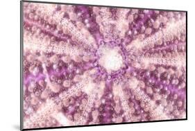 So Pure Collection - Pink Sea Urchin Shell Close-up-Philippe Hugonnard-Mounted Photographic Print