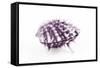 So Pure Collection - Purple Spondylus Seashell-Philippe Hugonnard-Framed Stretched Canvas