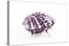 So Pure Collection - Purple Spondylus Seashell-Philippe Hugonnard-Stretched Canvas