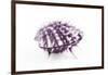 So Pure Collection - Purple Spondylus Seashell-Philippe Hugonnard-Framed Photographic Print