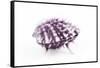 So Pure Collection - Purple Spondylus Seashell-Philippe Hugonnard-Framed Stretched Canvas
