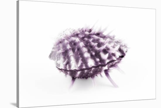 So Pure Collection - Purple Spondylus Seashell-Philippe Hugonnard-Stretched Canvas