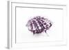 So Pure Collection - Purple Spondylus Seashell-Philippe Hugonnard-Framed Photographic Print