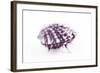 So Pure Collection - Purple Spondylus Seashell-Philippe Hugonnard-Framed Photographic Print