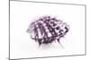 So Pure Collection - Purple Spondylus Seashell-Philippe Hugonnard-Mounted Photographic Print