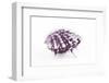 So Pure Collection - Purple Spondylus Seashell-Philippe Hugonnard-Framed Photographic Print