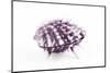 So Pure Collection - Purple Spondylus Seashell-Philippe Hugonnard-Mounted Photographic Print