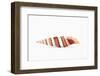 So Pure Collection - Queen Miter Seashell-Philippe Hugonnard-Framed Photographic Print