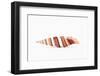 So Pure Collection - Queen Miter Seashell-Philippe Hugonnard-Framed Photographic Print