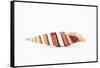 So Pure Collection - Queen Miter Seashell-Philippe Hugonnard-Framed Stretched Canvas