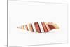 So Pure Collection - Queen Miter Seashell-Philippe Hugonnard-Stretched Canvas