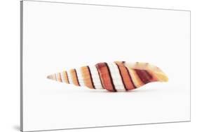 So Pure Collection - Queen Miter Seashell-Philippe Hugonnard-Stretched Canvas