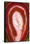 So Pure Collection - Red Agate Slice-Philippe Hugonnard-Framed Stretched Canvas