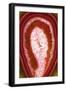 So Pure Collection - Red Agate Slice-Philippe Hugonnard-Framed Premium Photographic Print