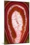 So Pure Collection - Red Agate Slice-Philippe Hugonnard-Mounted Premium Photographic Print