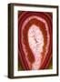 So Pure Collection - Red Agate Slice-Philippe Hugonnard-Framed Photographic Print