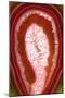 So Pure Collection - Red Agate Slice-Philippe Hugonnard-Mounted Photographic Print